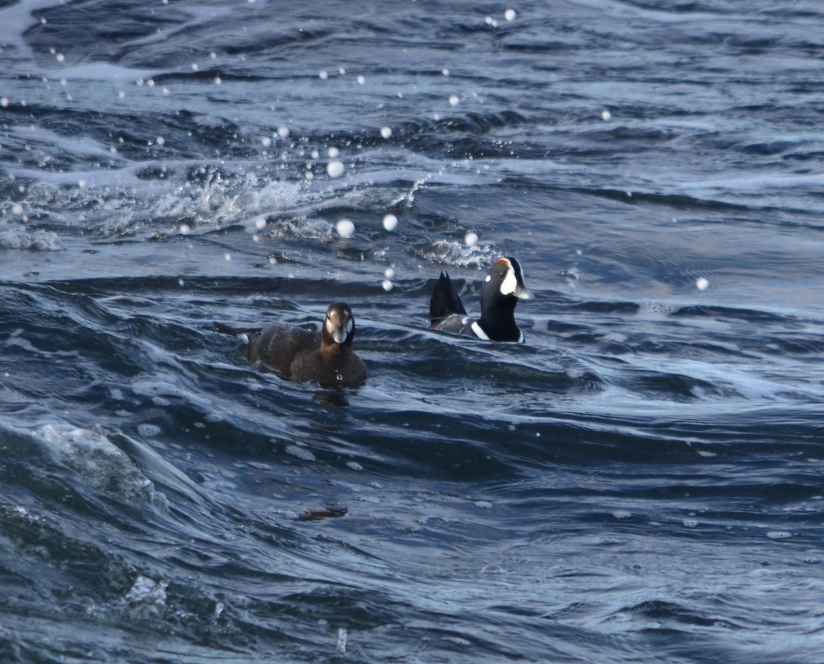 Ahate arlekina - ML645567924