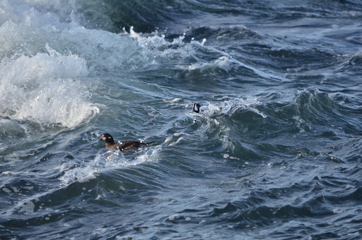 Ahate arlekina - ML645567926