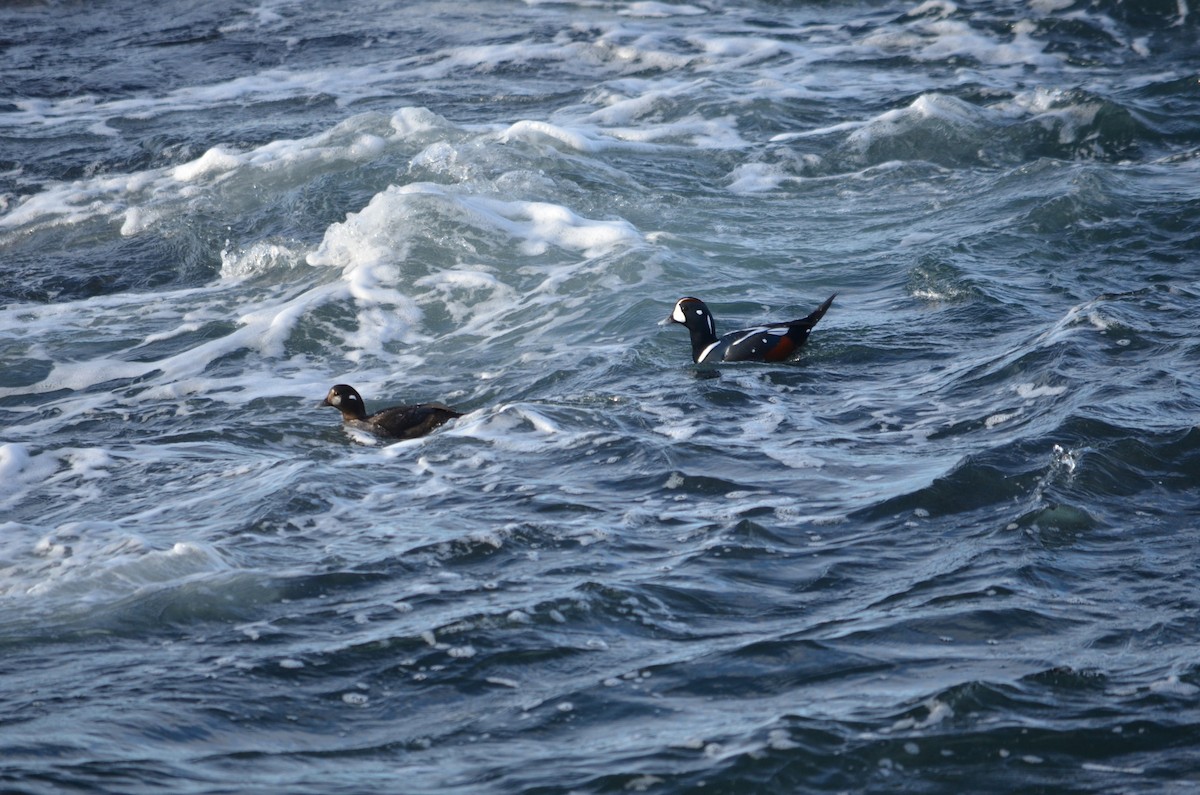 Ahate arlekina - ML645567927