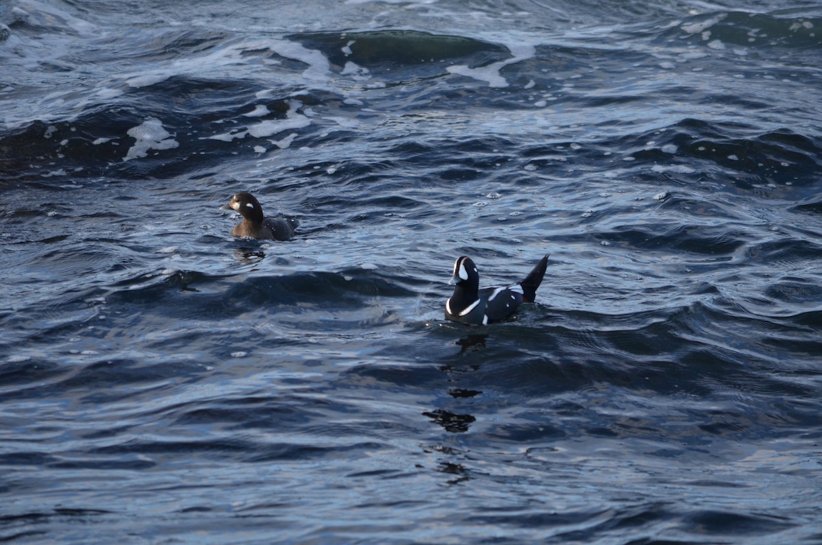 Ahate arlekina - ML645567928