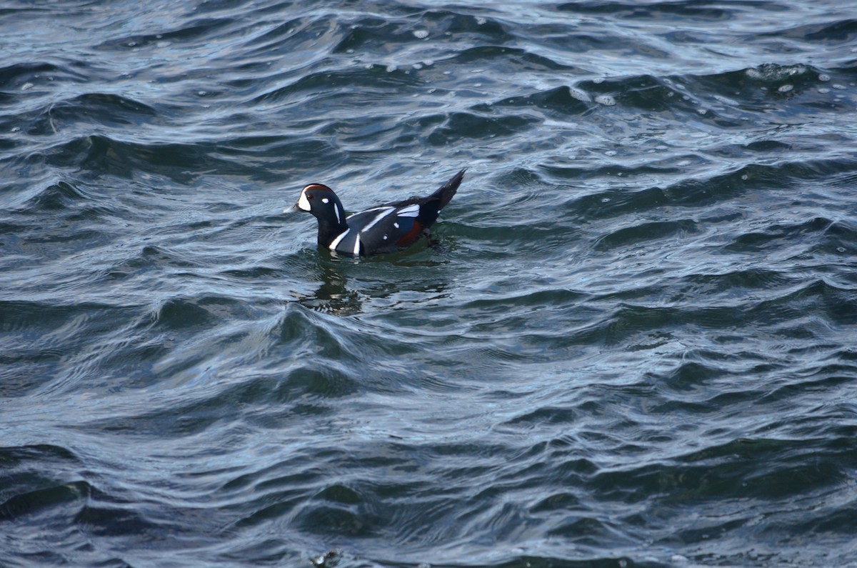 Ahate arlekina - ML645567929