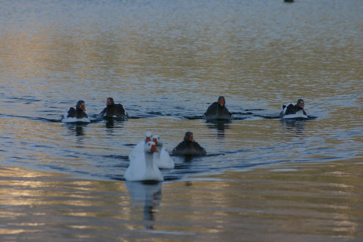 Гуска сіра (свійська) - ML645567932