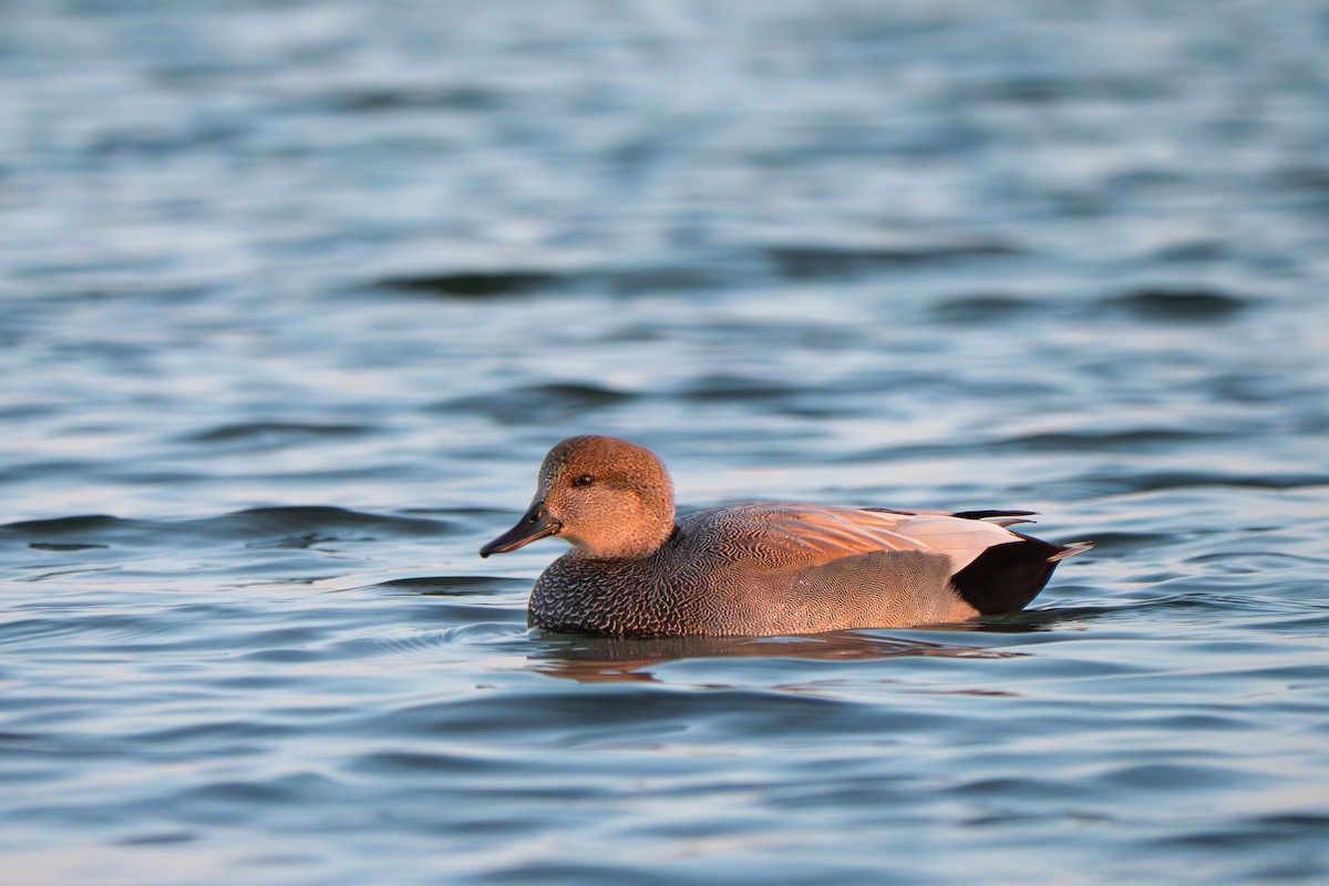 Gadwall - ML645567936