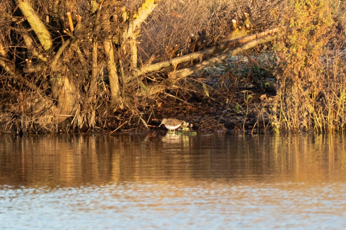 Green Sandpiper - ML645567938