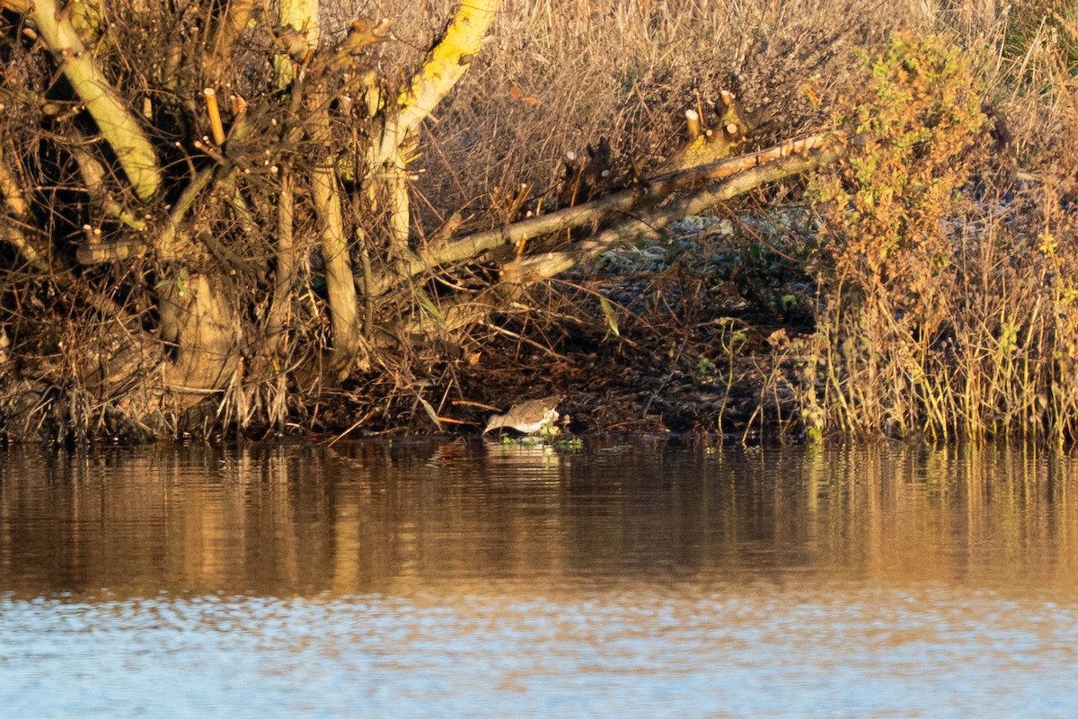 Green Sandpiper - ML645567939