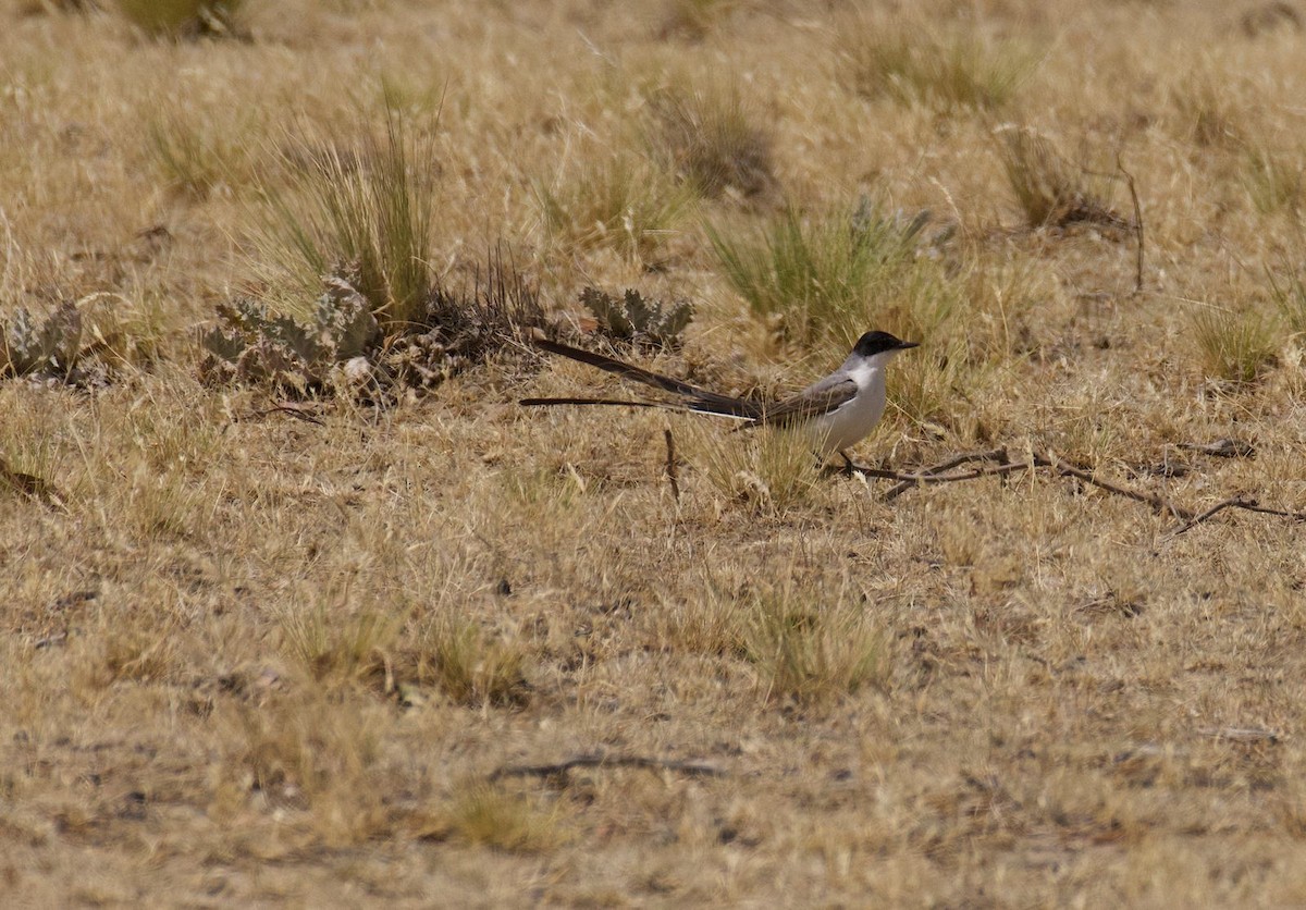 Fork-tailed Flycatcher - ML645567945