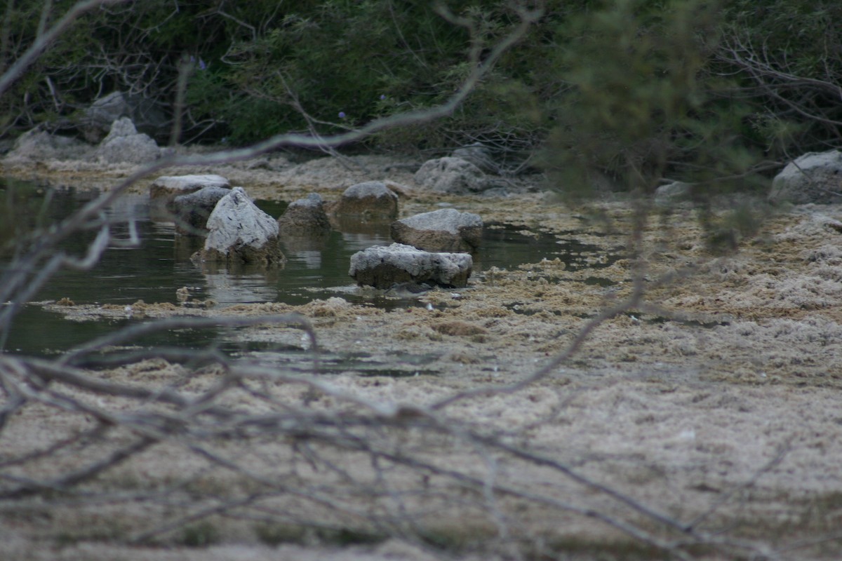 vodouš bahenní - ML645567947