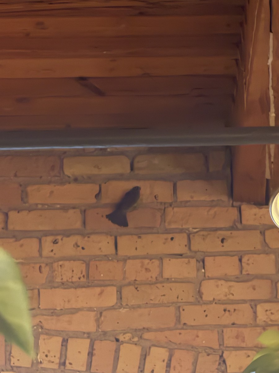 דרור הבית - ML645567948