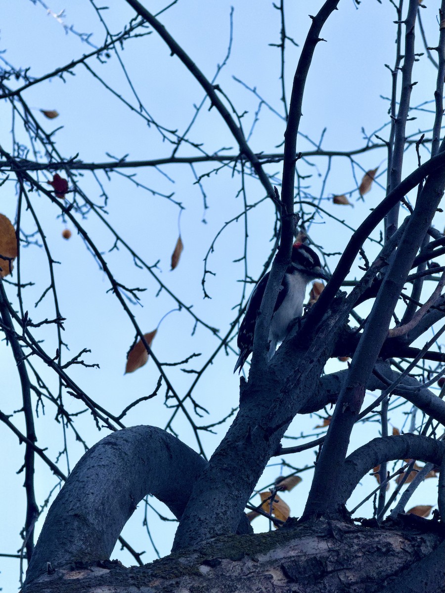 Downy Woodpecker - ML645567949