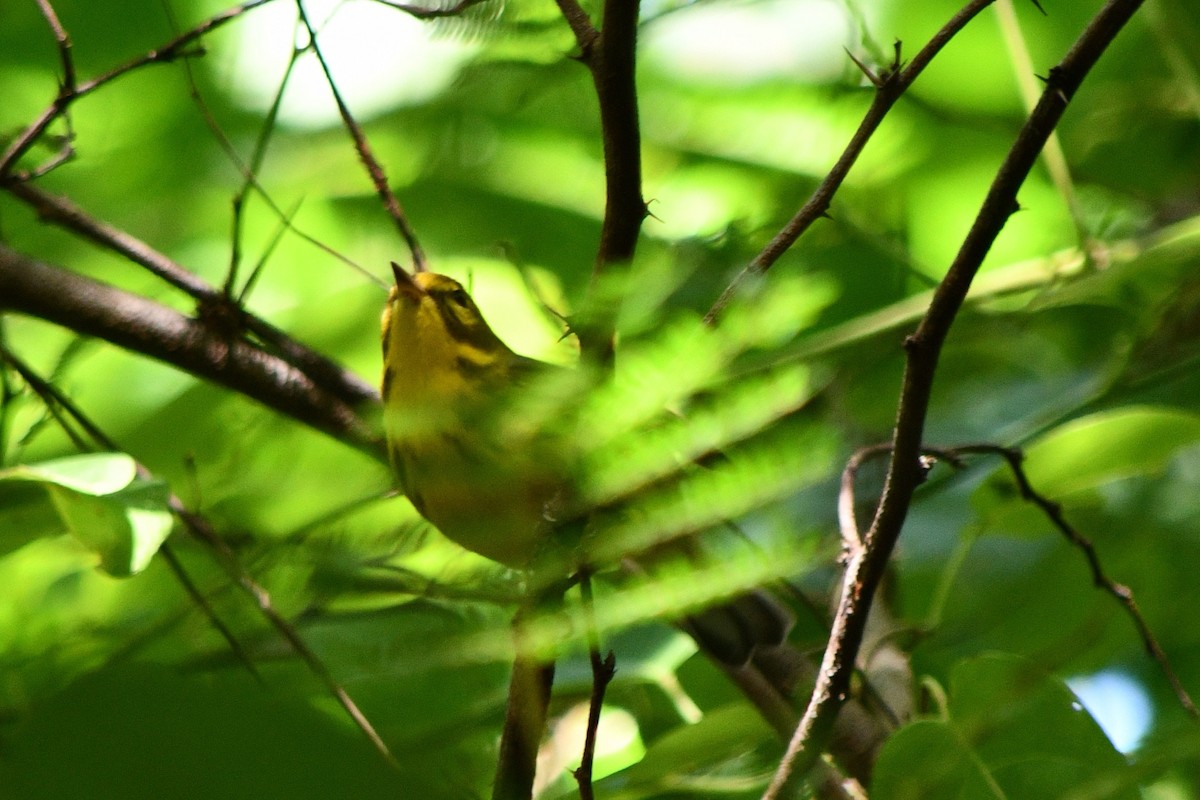 Prairie Warbler - ML645567953