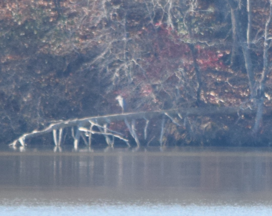 totoppskarv - ML645567955