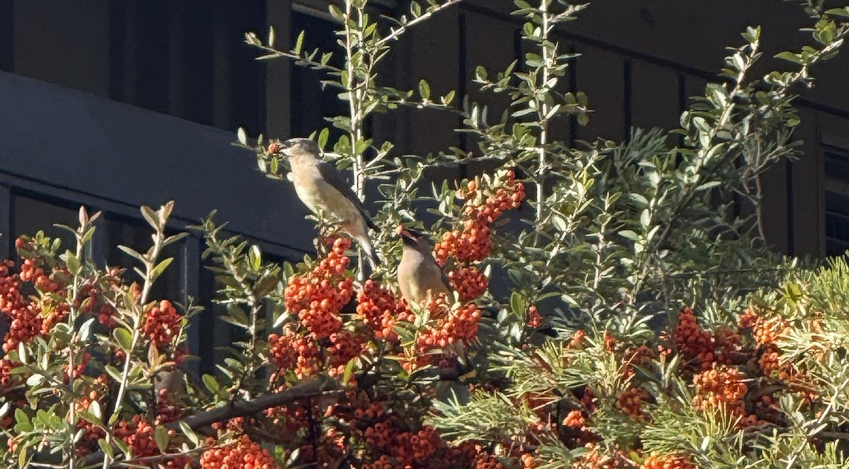 Cedar Waxwing - ML645567961