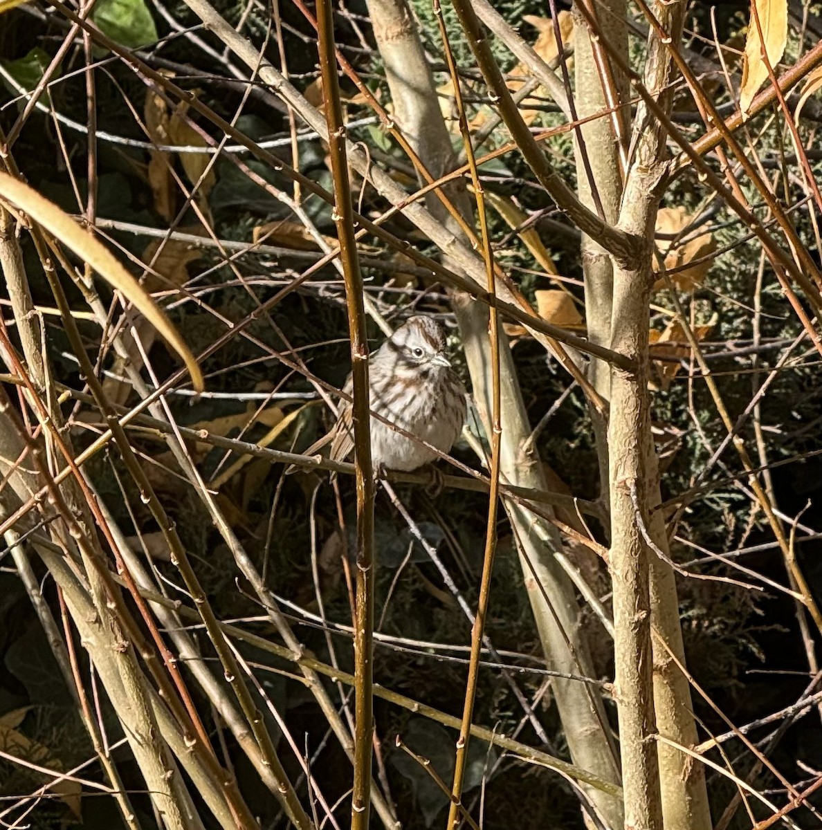 Song Sparrow - ML645567975