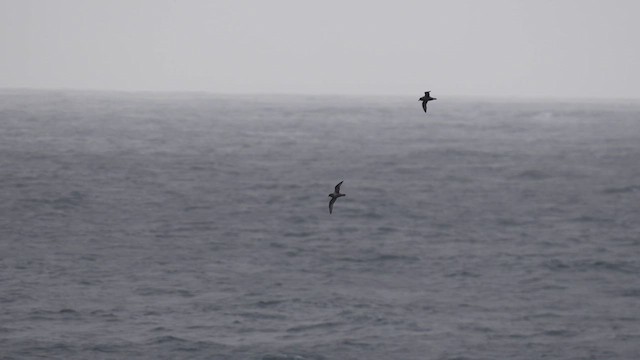 Kerguelen Petrel - ML645567976