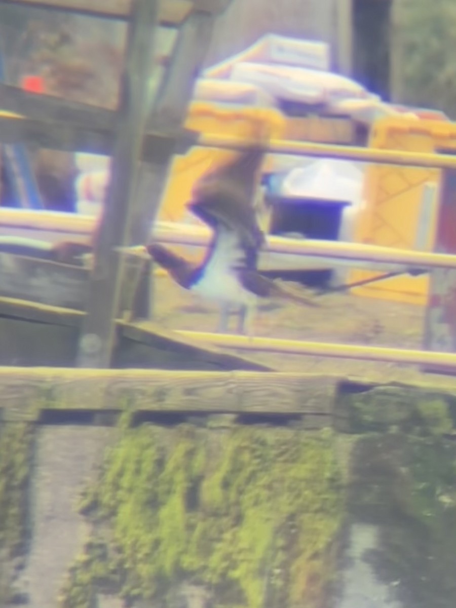 terej kokosový - ML645567981