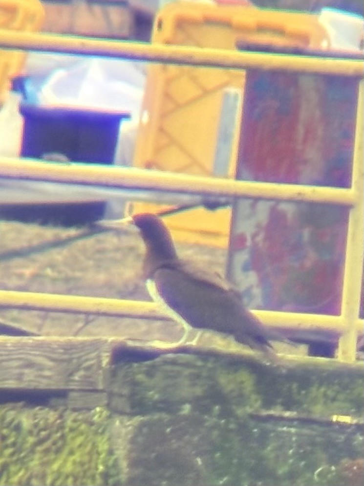 terej kokosový - ML645567982