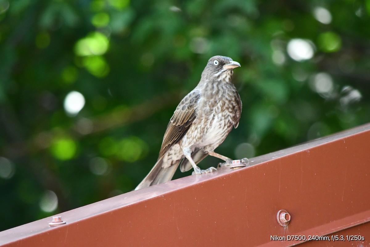 Pearly-eyed Thrasher - ML645567987