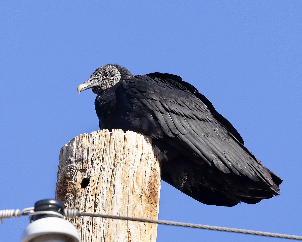 Black Vulture - ML645567988
