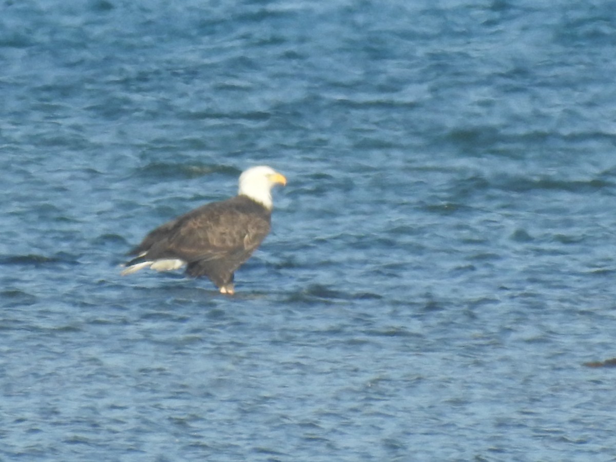 orel bělohlavý - ML645567992