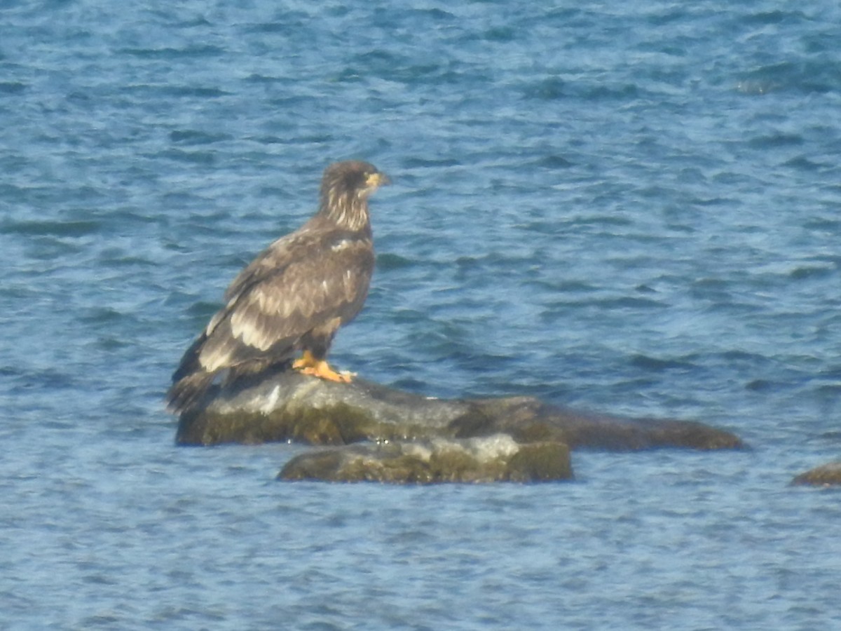 orel bělohlavý - ML645568002