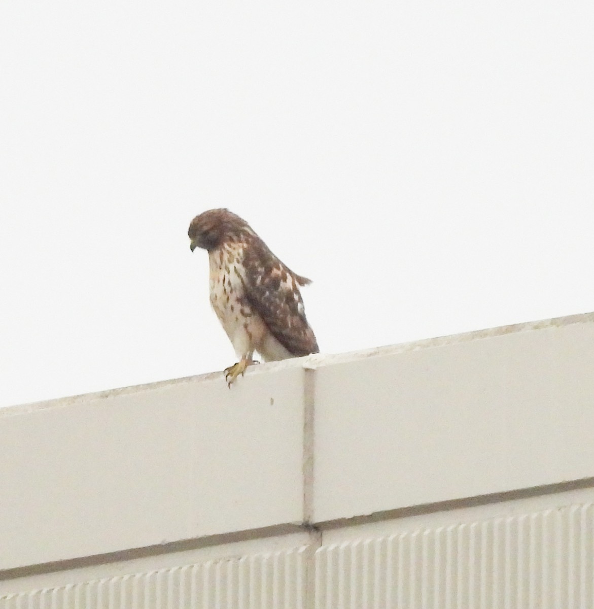 Red-shouldered Hawk - ML645568008