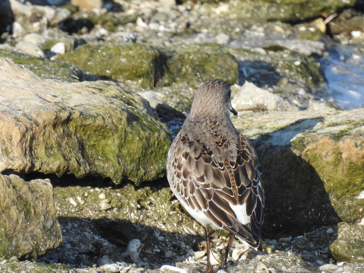 jespák tundrový - ML645568012