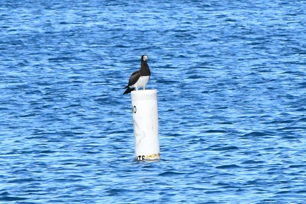 Brown Booby - ML645568014