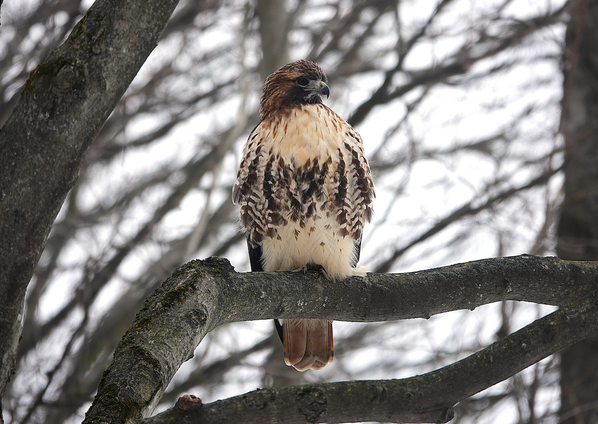 Red-tailed Hawk - ML645568019