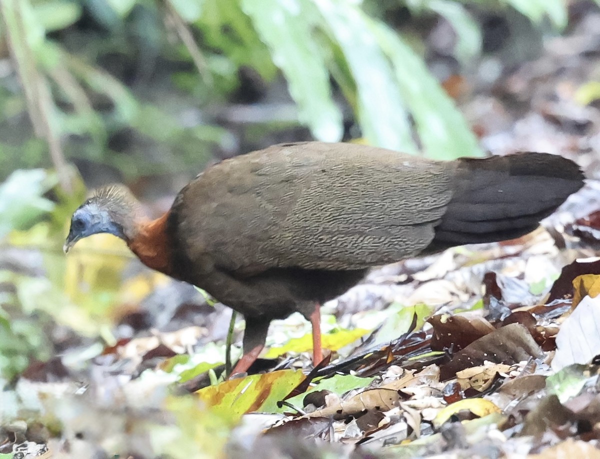 Great Argus - ML645568020