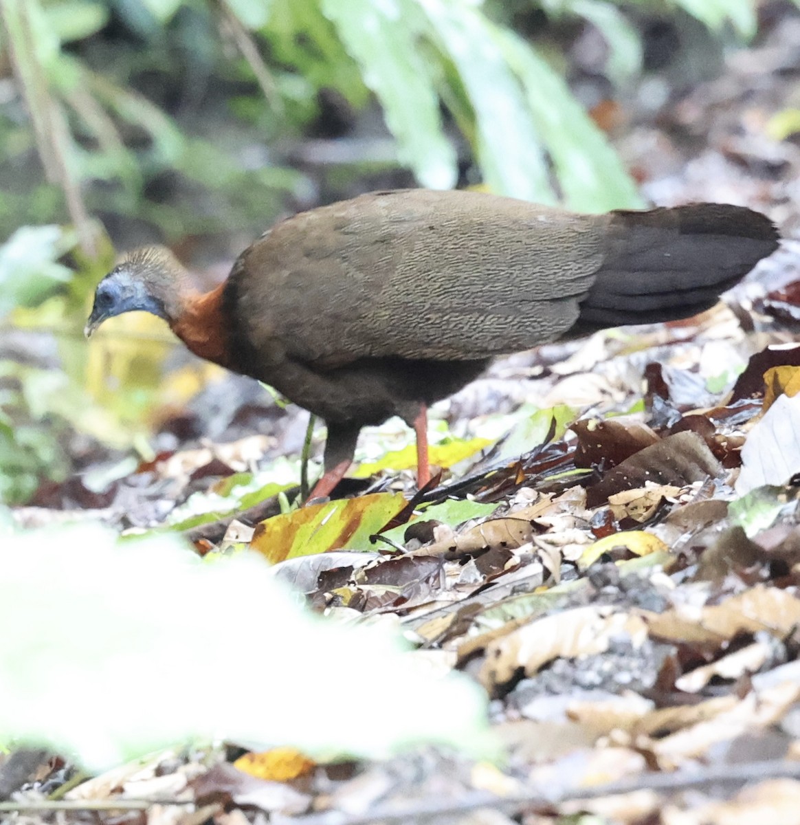 Great Argus - ML645568021