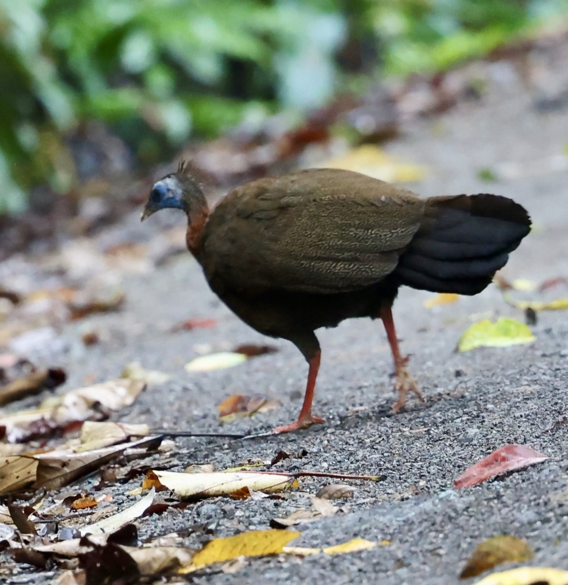 Great Argus - ML645568025