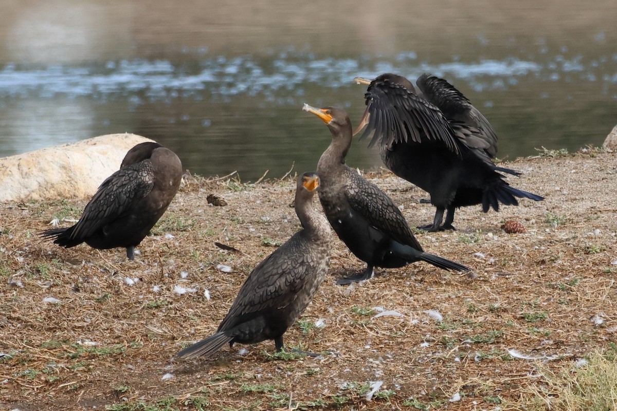 totoppskarv - ML645568030