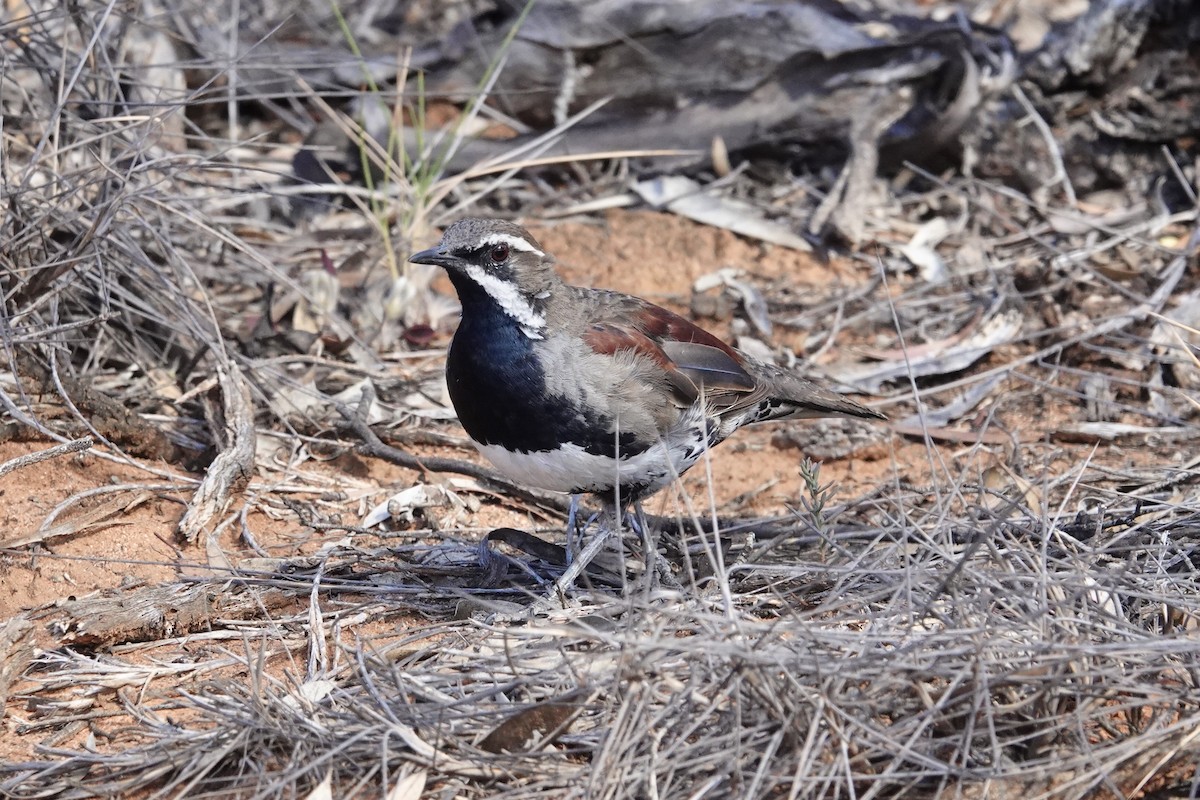 Chestnut Quail-thrush - ML645568031