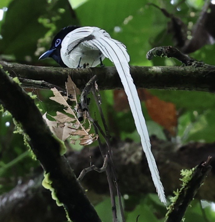 Blyth's Paradise-Flycatcher - ML645568032