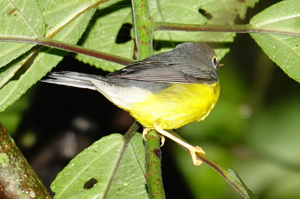 Болотянка строкатовола - ML645568035