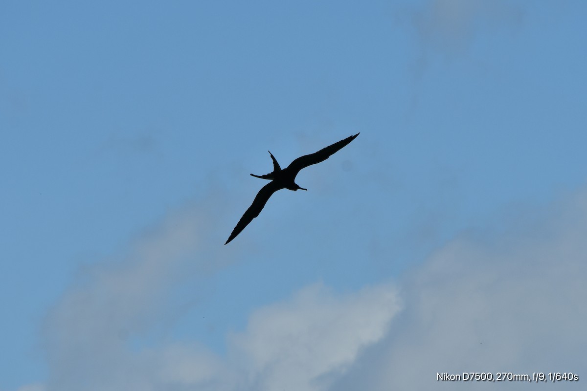 Magnificent Frigatebird - ML645568037