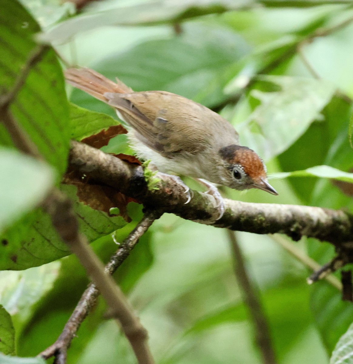 Scaly-crowned Babbler - ML645568042