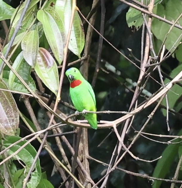 Blue-crowned Hanging-Parrot - ML645568045