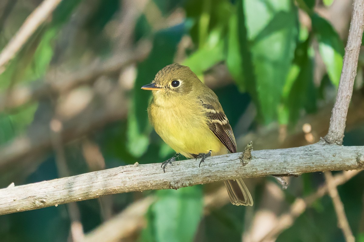 Western Flycatcher (Pacific-slope) - ML645568052