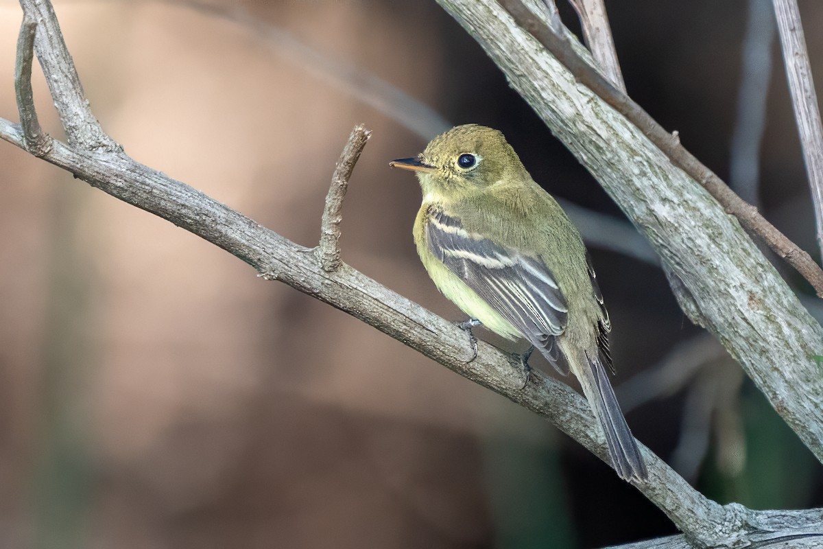 Western Flycatcher (Pacific-slope) - ML645568053