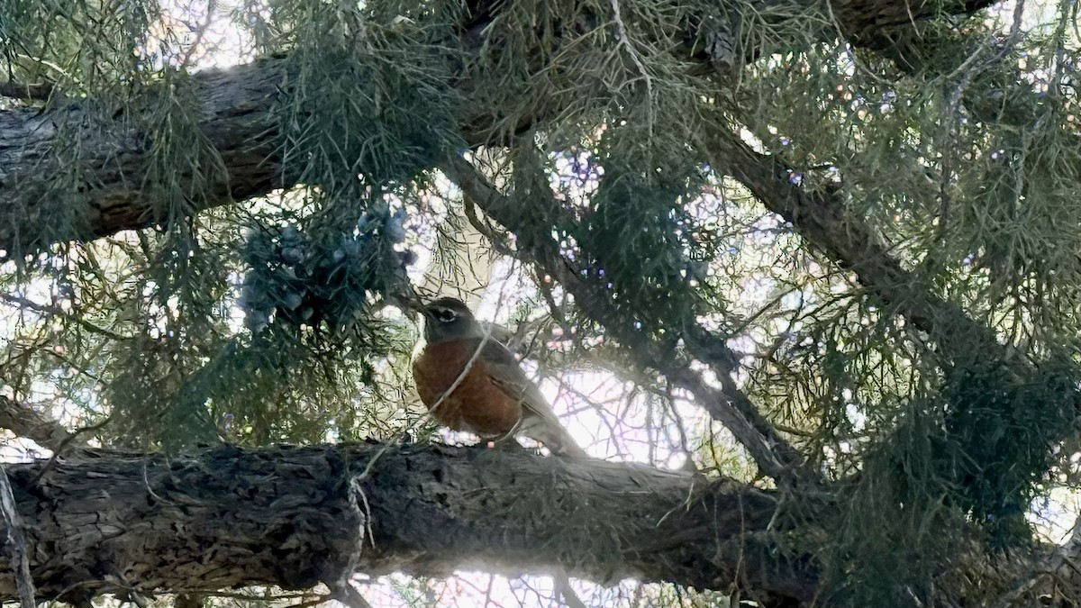 American Robin - ML645568064