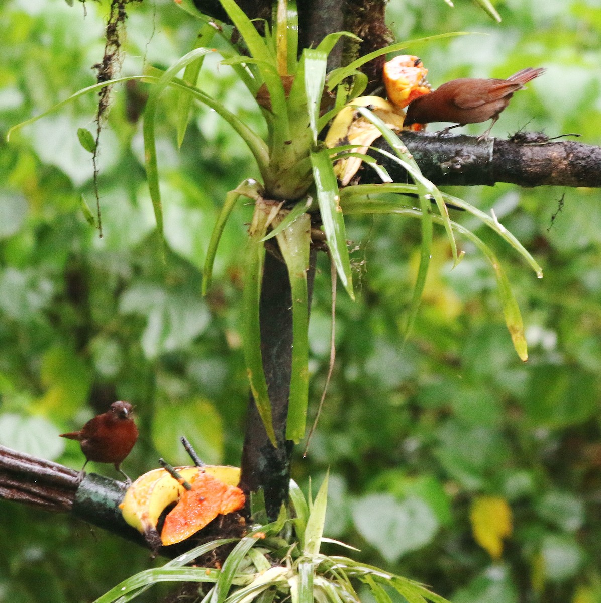 Габія кармінова - ML645568072