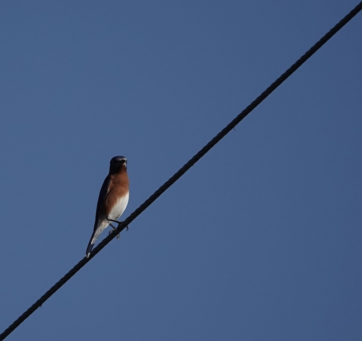 Merlebleu de l'Est - ML645568075