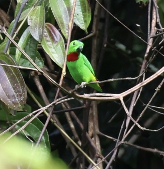 Blue-crowned Hanging-Parrot - ML645568077