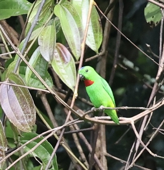 Blue-crowned Hanging-Parrot - ML645568082