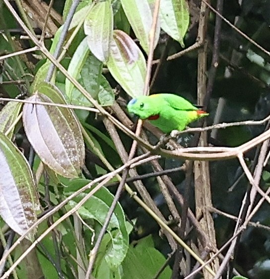 Blue-crowned Hanging-Parrot - ML645568088