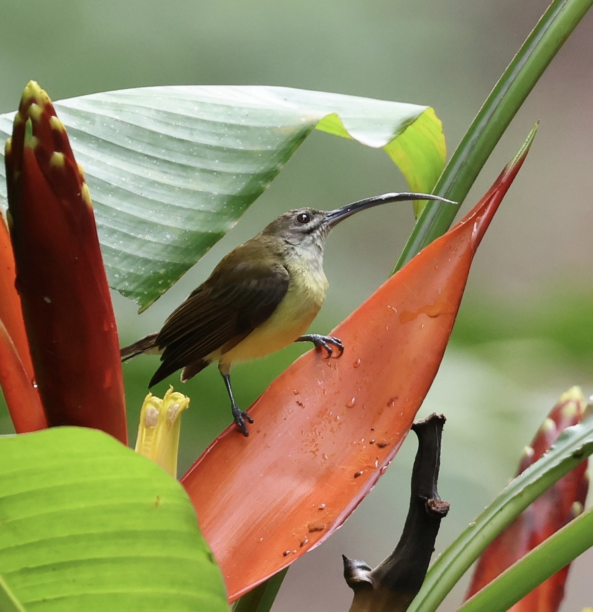 Little Spiderhunter - ML645568103
