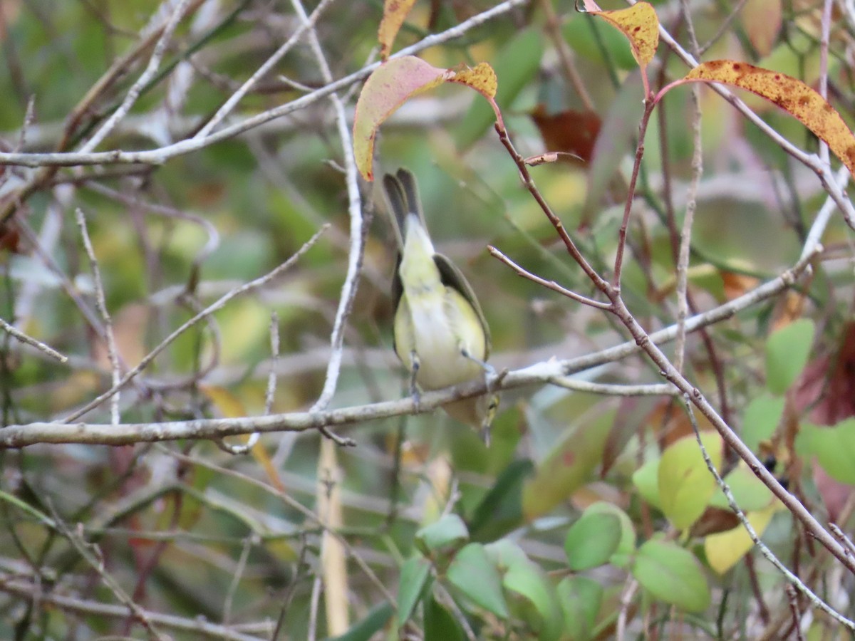 White-eyed Vireo - ML645568106