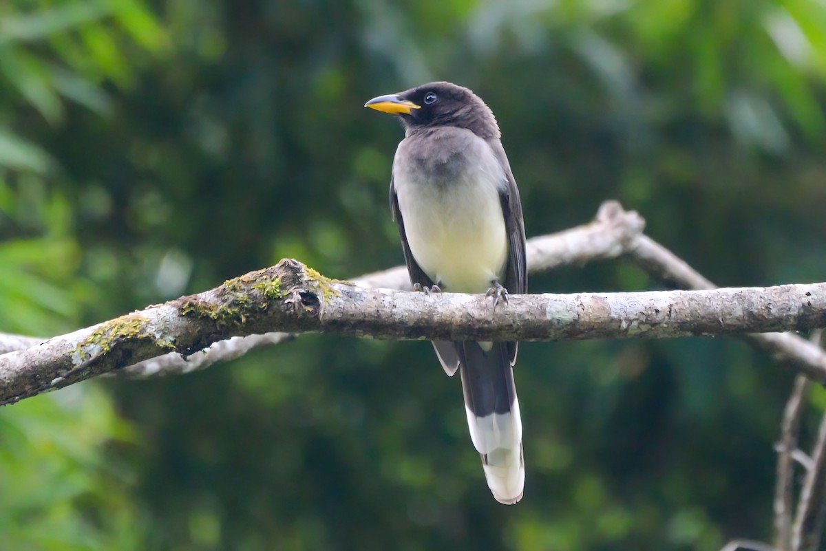 Brown Jay - ML645568109