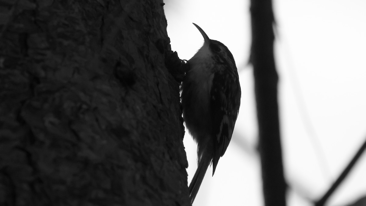 Brown Creeper - ML645568111